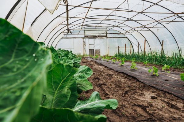 Greenhouse Demolition in Coeur D Alene